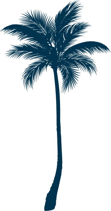 palm tree